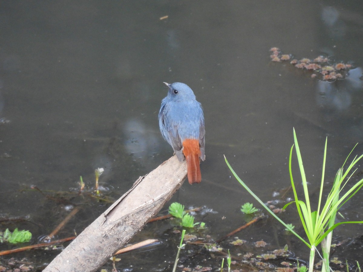 Plumbeous Redstart - ML616203316