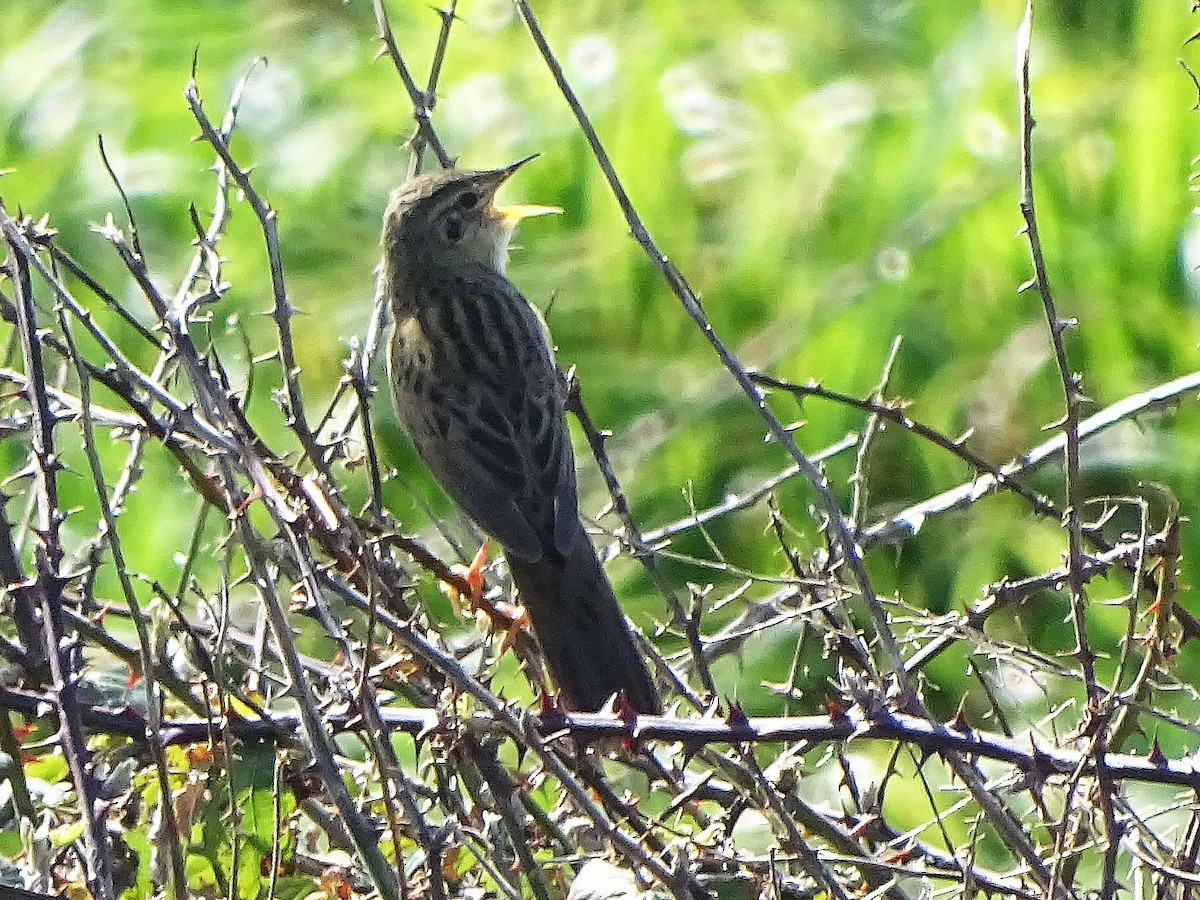 Common Grasshopper Warbler - ML616203351