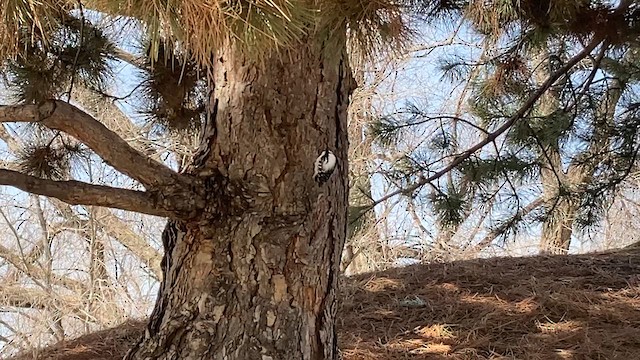 Downy Woodpecker - ML616203360