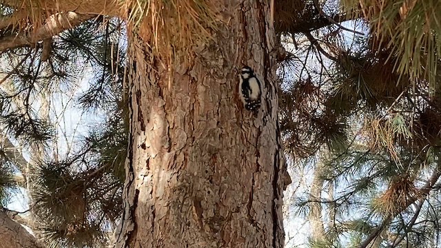 Downy Woodpecker - ML616203361