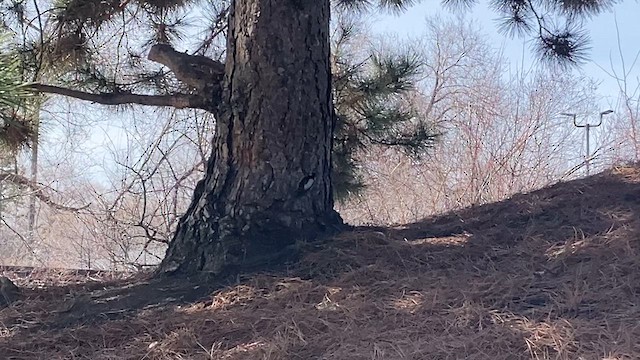 Downy Woodpecker - ML616203362