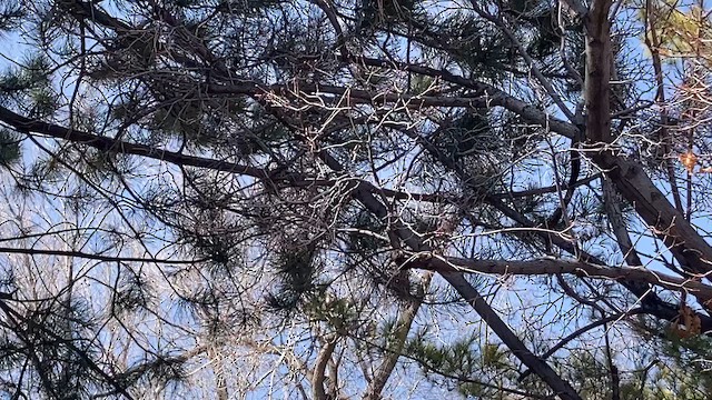 Dark-eyed Junco (Oregon) - ML616203390