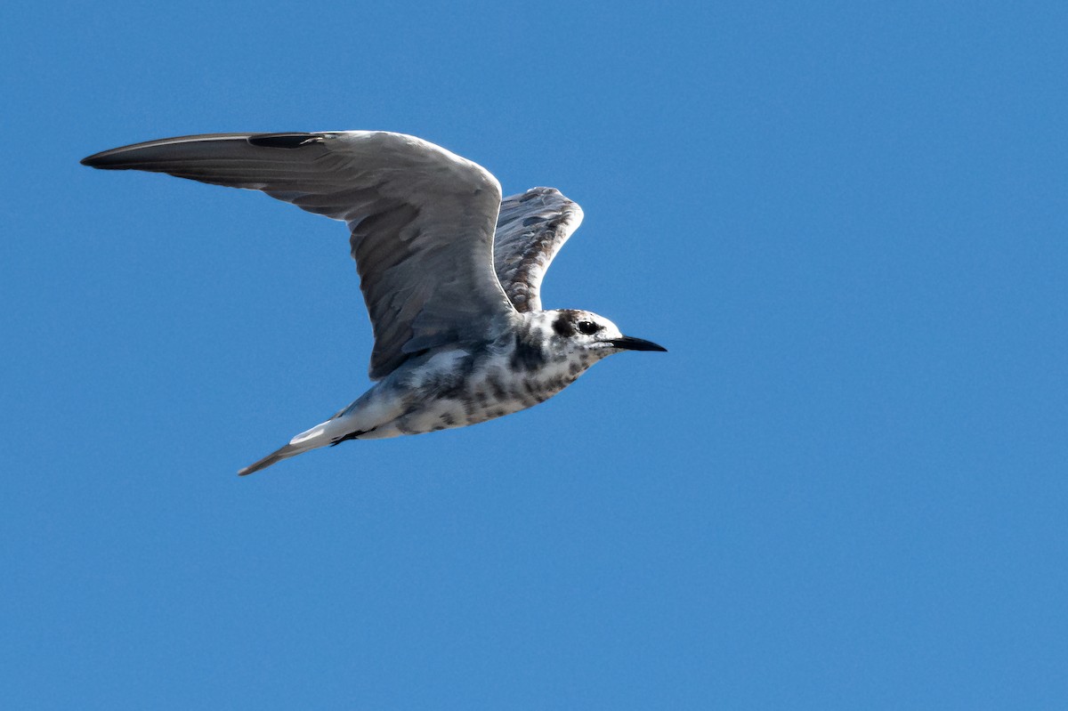 Black Tern - ML616203391