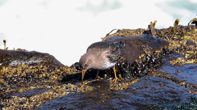 Purple Sandpiper - ML616203400