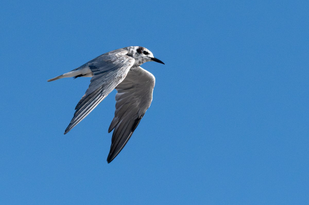 Black Tern - ML616203401