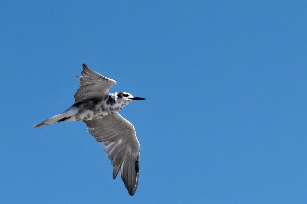 Black Tern - Fernando Vidal Volpe