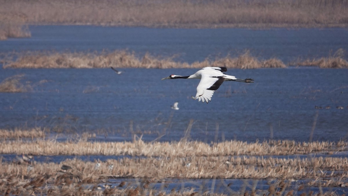 Red-crowned Crane - ML616203414