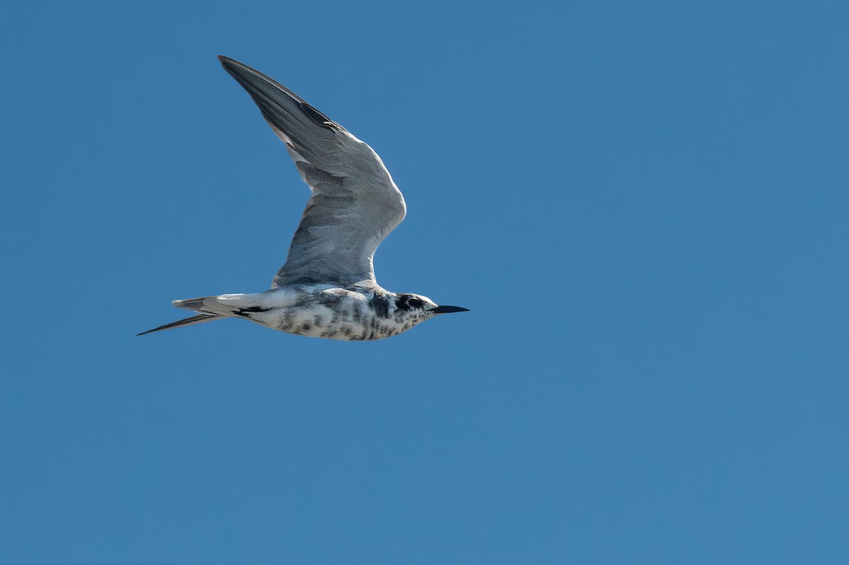 Black Tern - Fernando Vidal Volpe