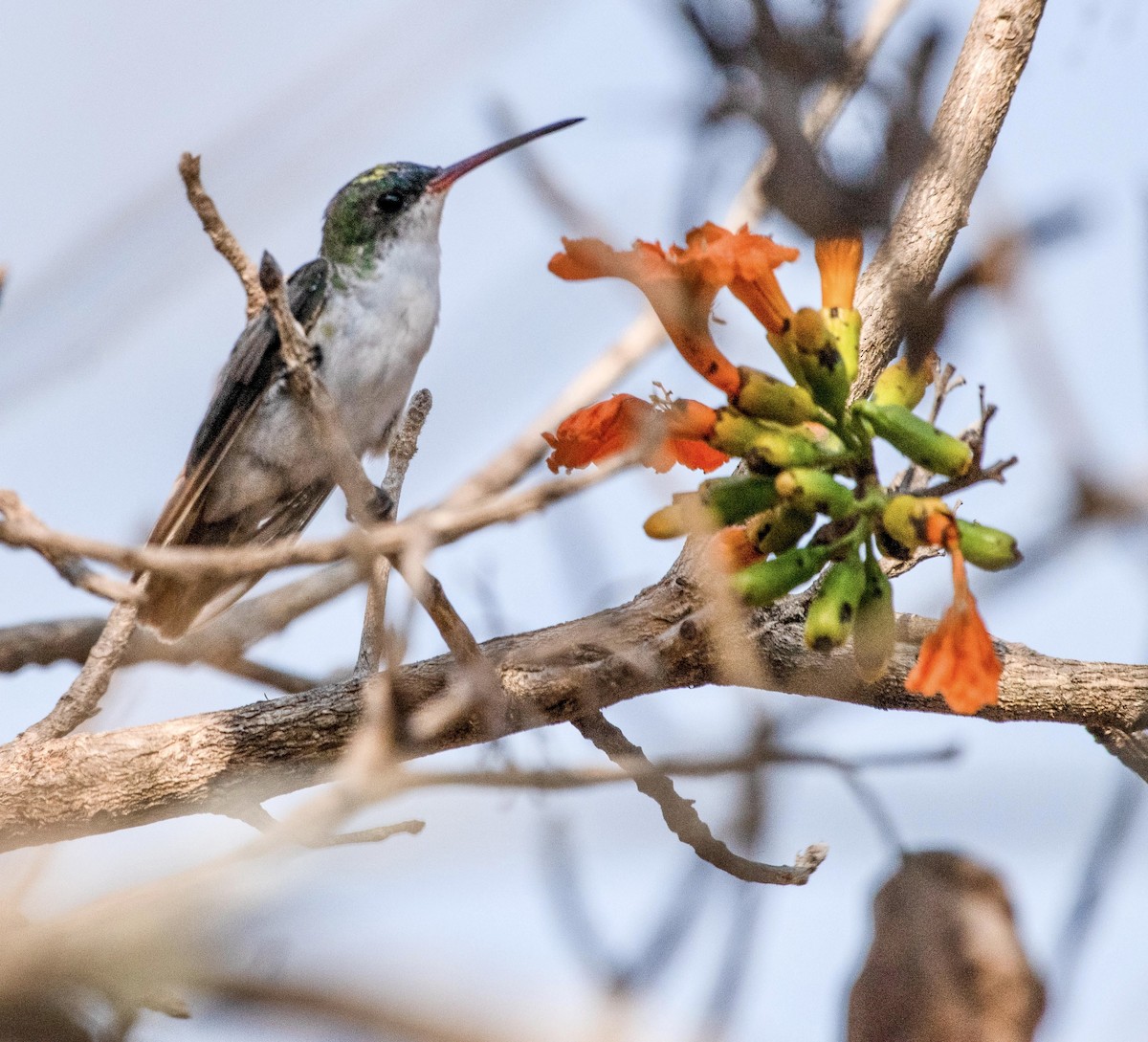 White-bellied Emerald - ML616203433