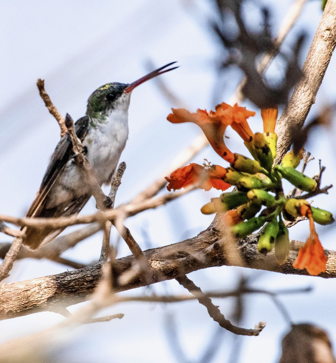 White-bellied Emerald - ML616203434