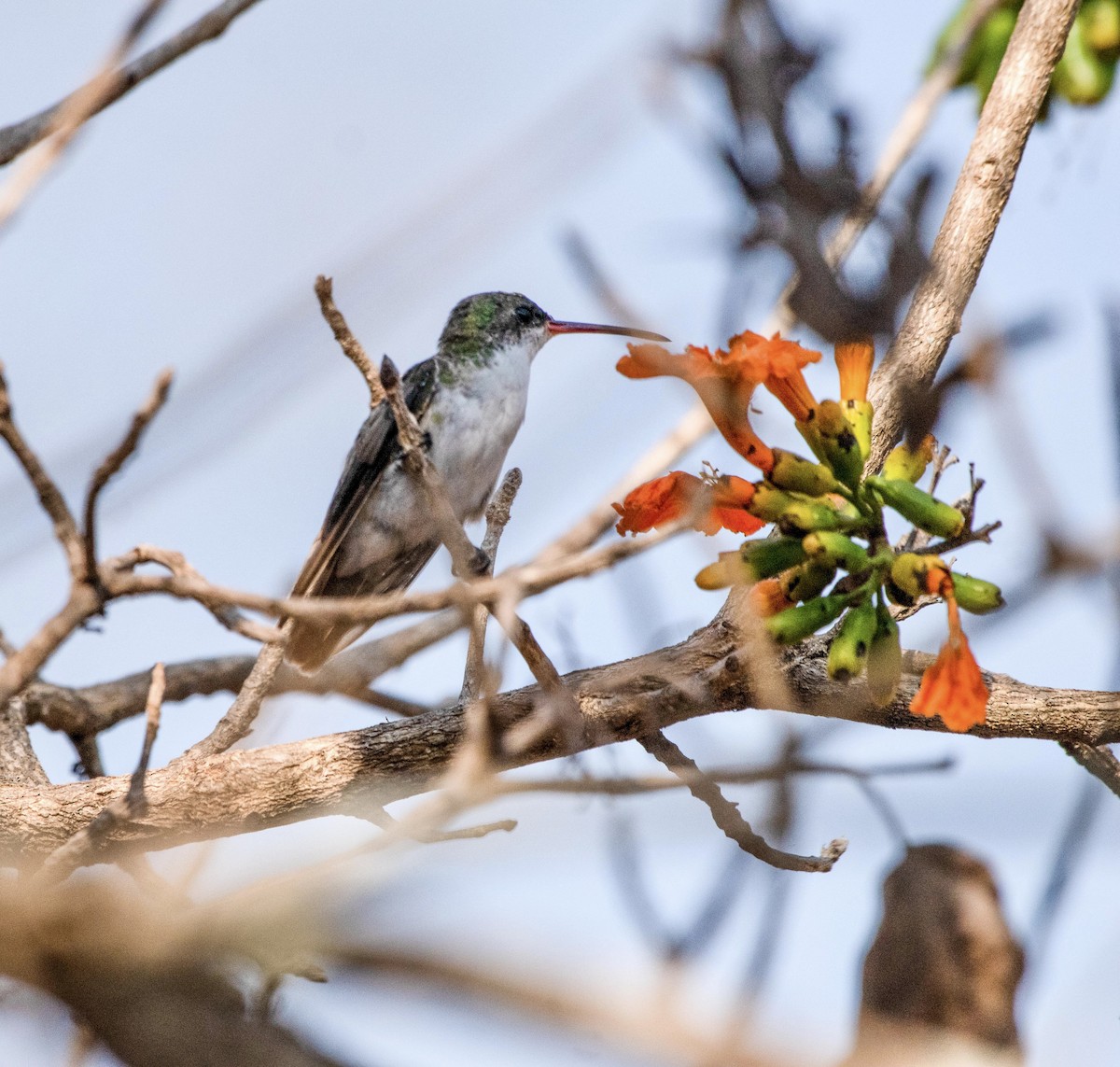 White-bellied Emerald - ML616203436