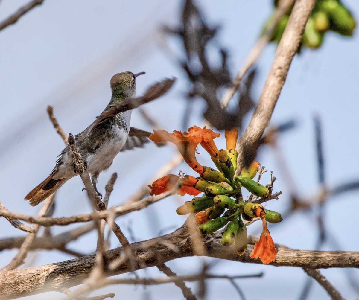 White-bellied Emerald - ML616203438