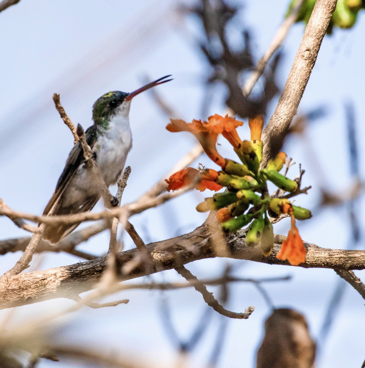 White-bellied Emerald - ML616203439