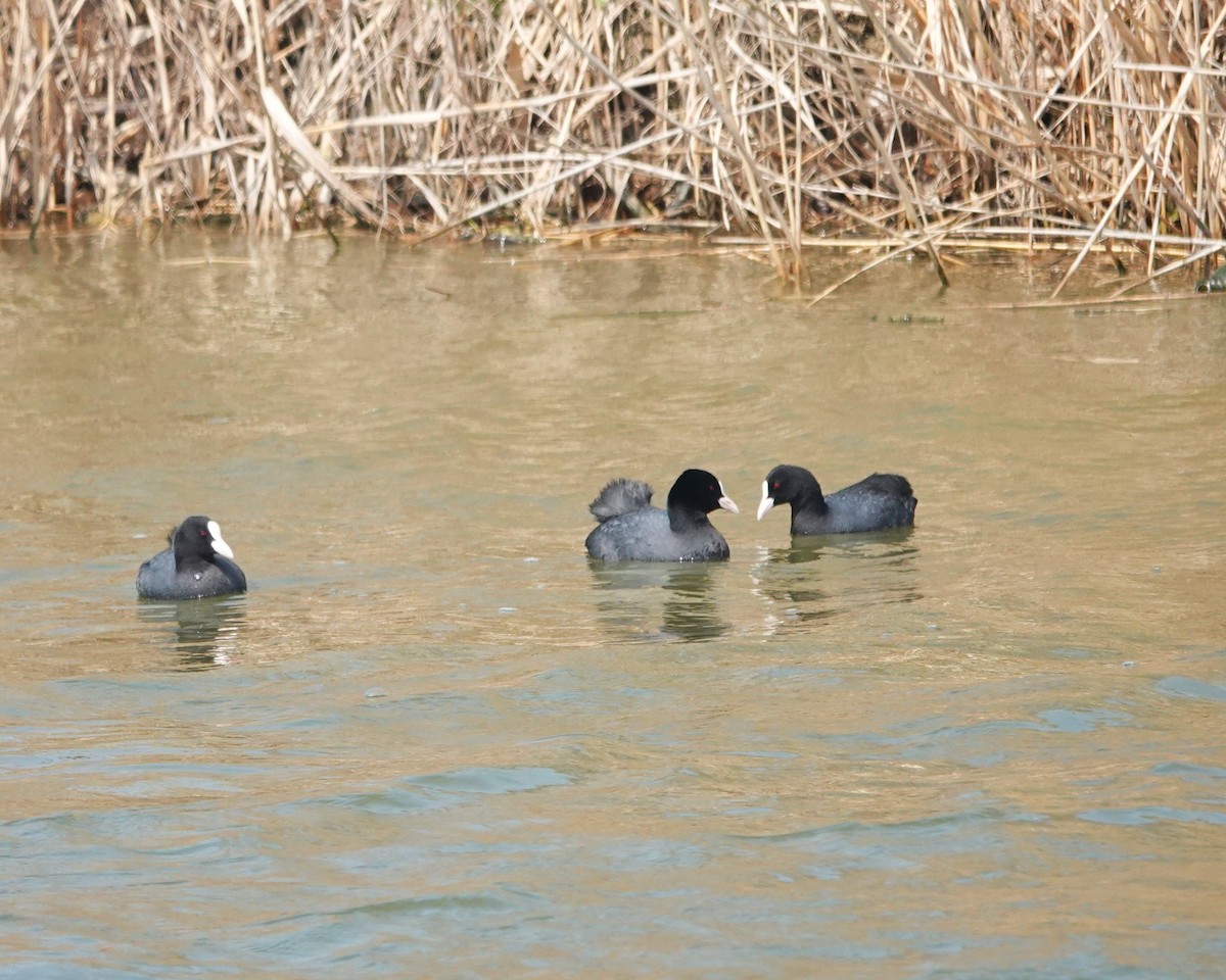 Eurasian Coot - ML616203458