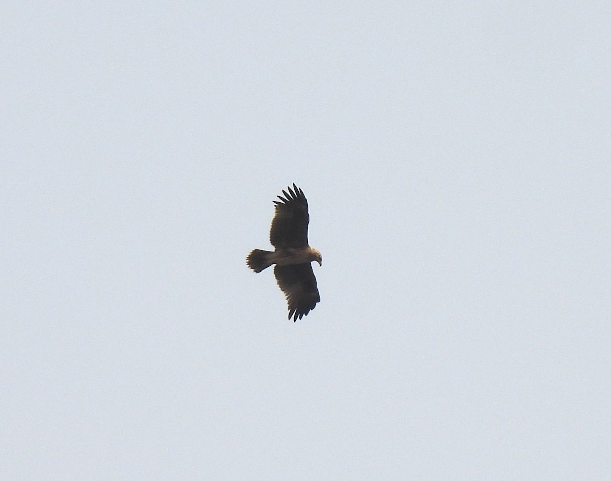 Indian Spotted Eagle - Sahana M