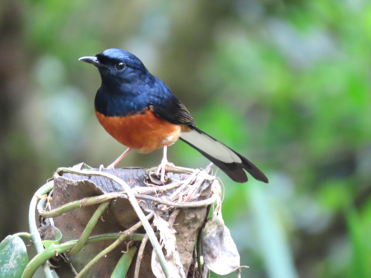 White-rumped Shama - ML616203481