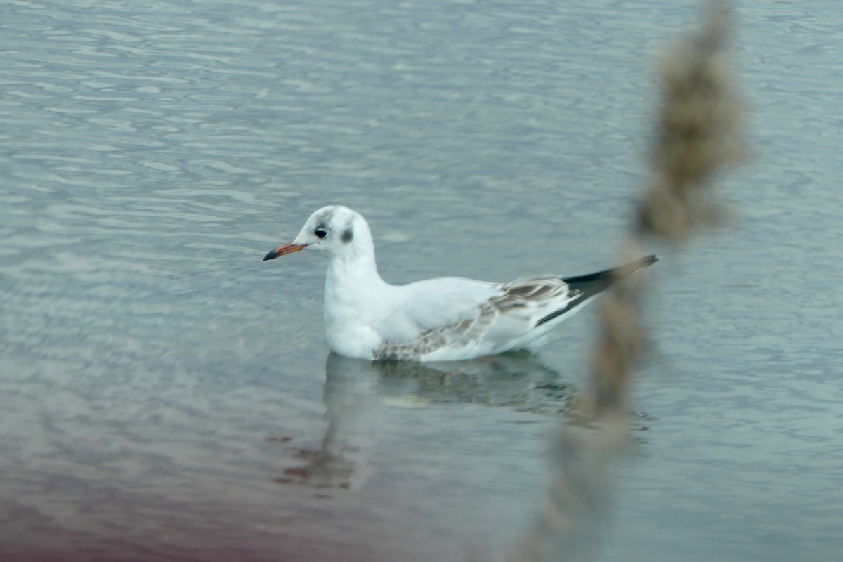 Mouette rieuse - ML616203482