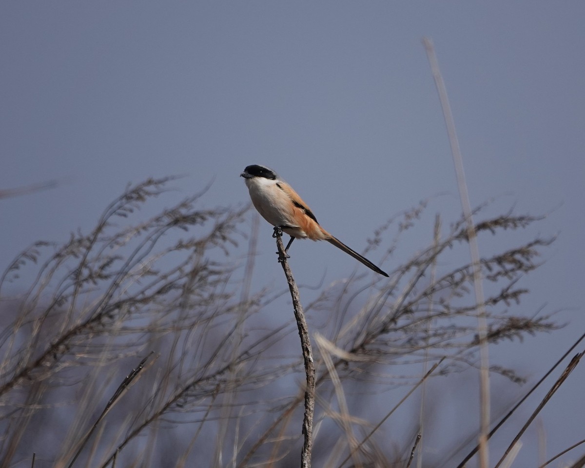 Long-tailed Shrike - ML616203484