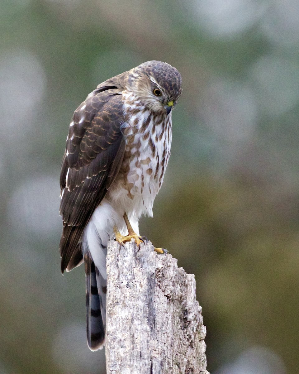 Sharp-shinned Hawk - ML616203496