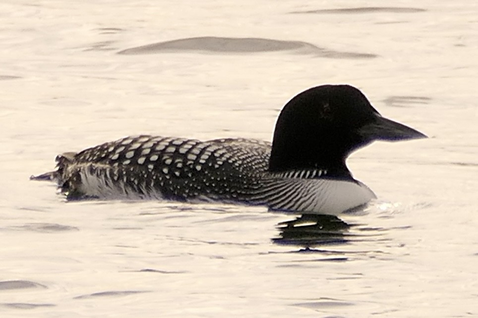 Common Loon - ML616203504