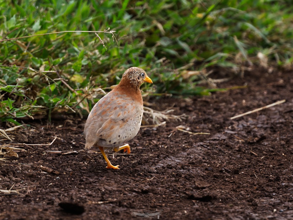 Yellow-legged Buttonquail - Gurunath Prabhudesai