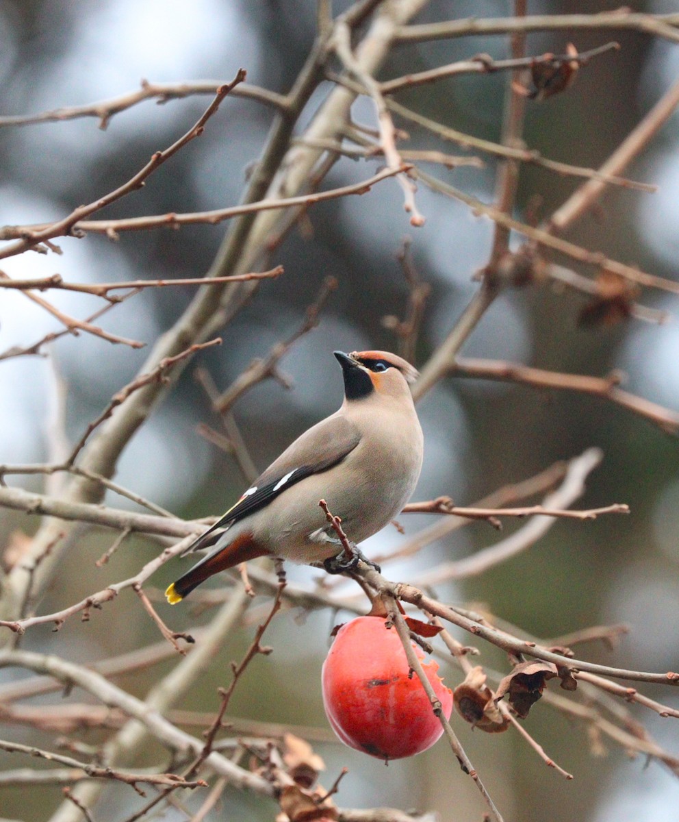 Bohemian Waxwing - ML616203522