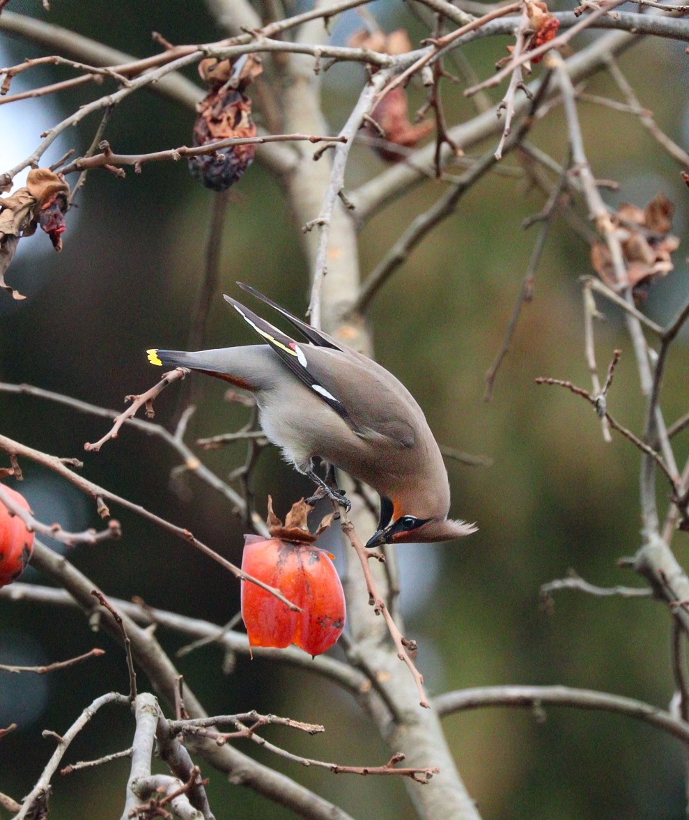 Bohemian Waxwing - ML616203523