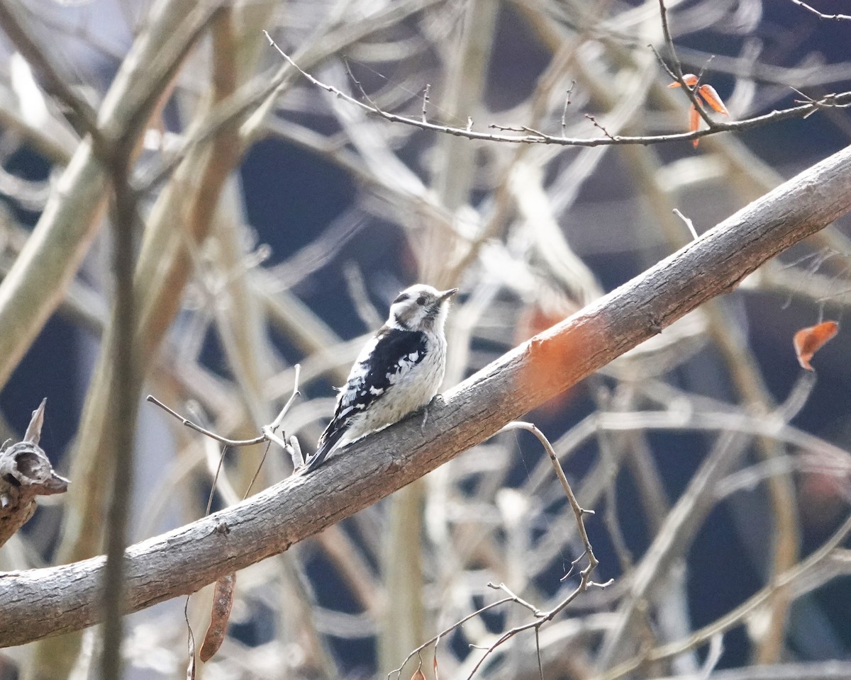 Gray-capped Pygmy Woodpecker - ML616203526