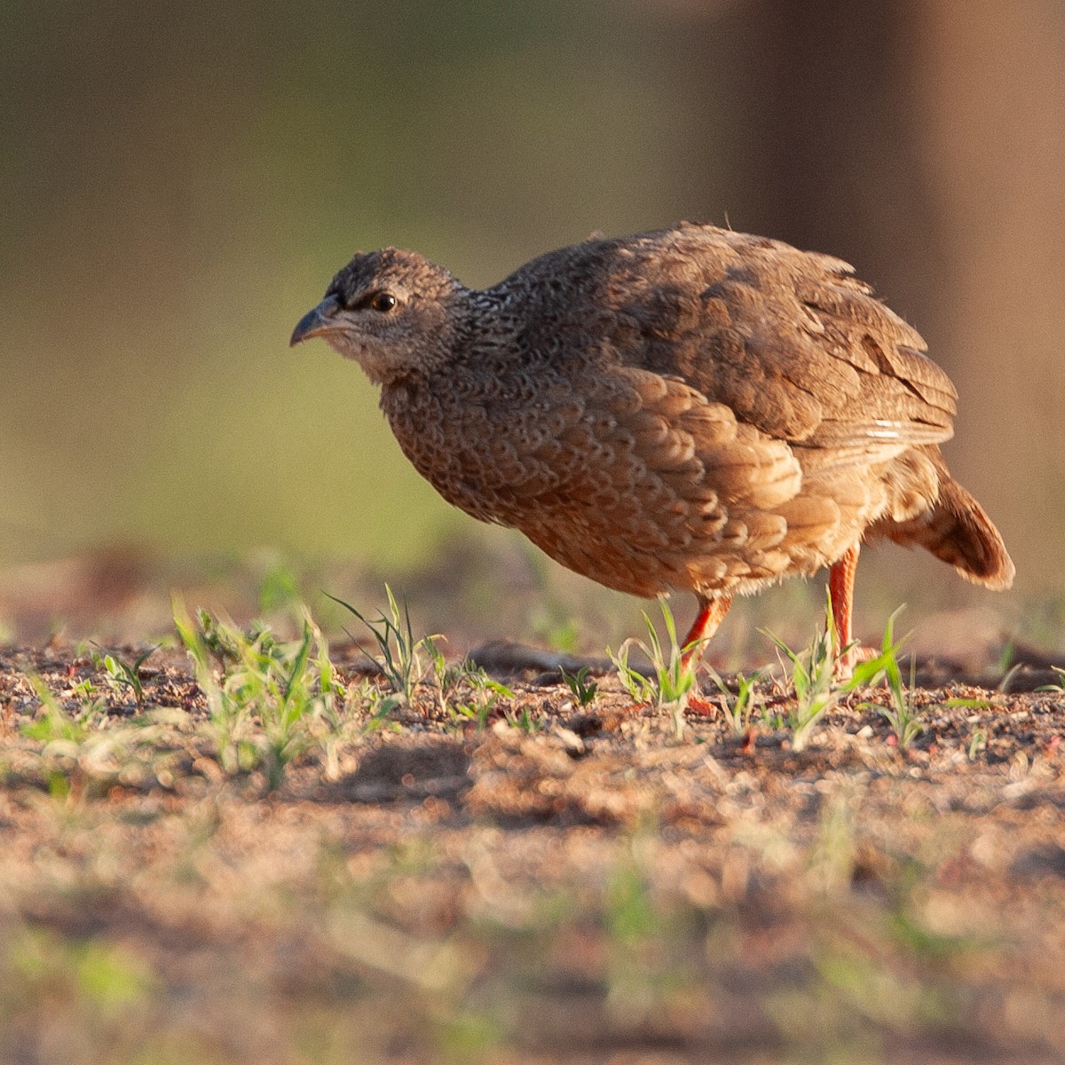 Hildebrandt's Spurfowl - ML616203543