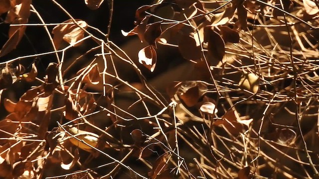 Blyth's Reed Warbler - ML616203573