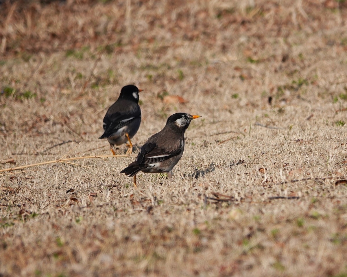 White-cheeked Starling - ML616203580