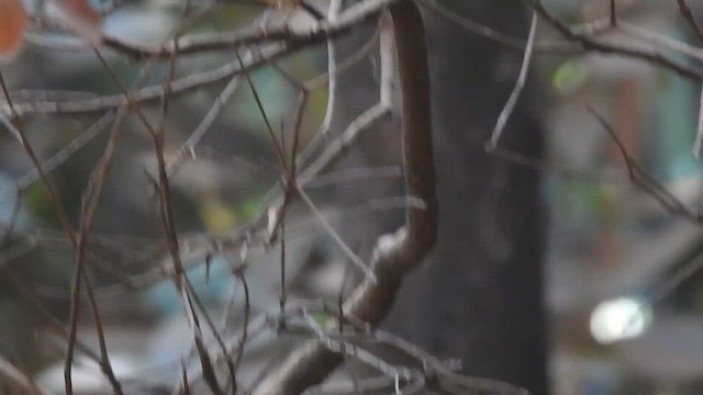 Red-breasted Flycatcher - ML616203584