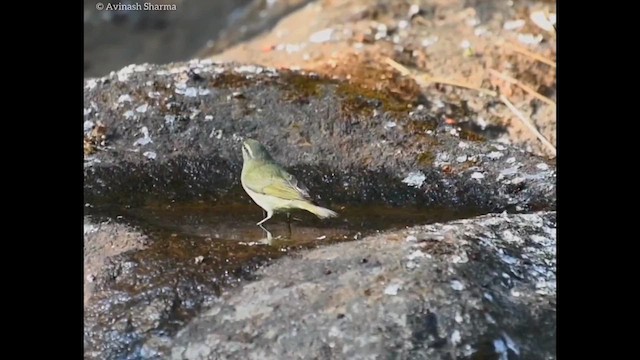 Brown-breasted Flycatcher - ML616203585