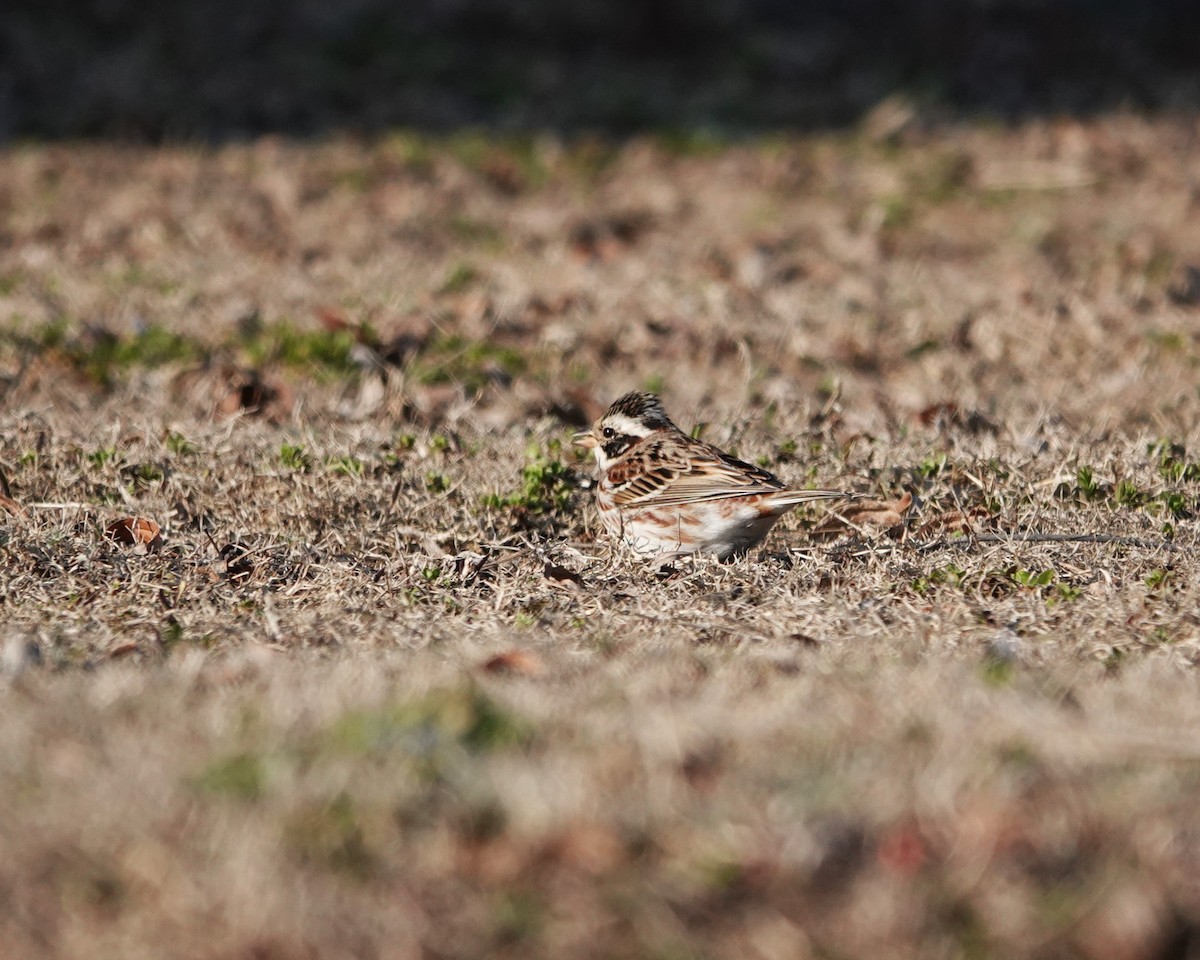 Rustic Bunting - ML616203587