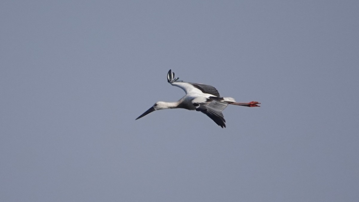 Oriental Stork - ML616203591