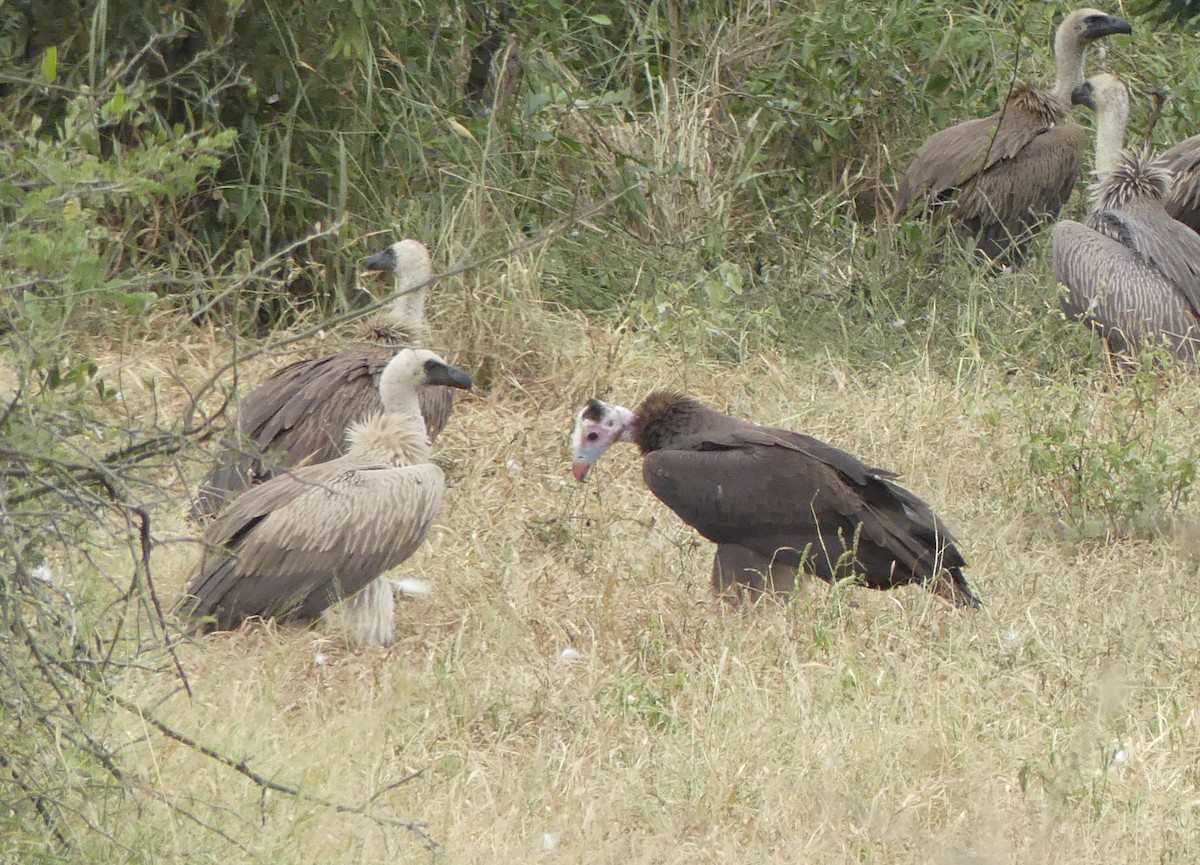 White-headed Vulture - ML616203592