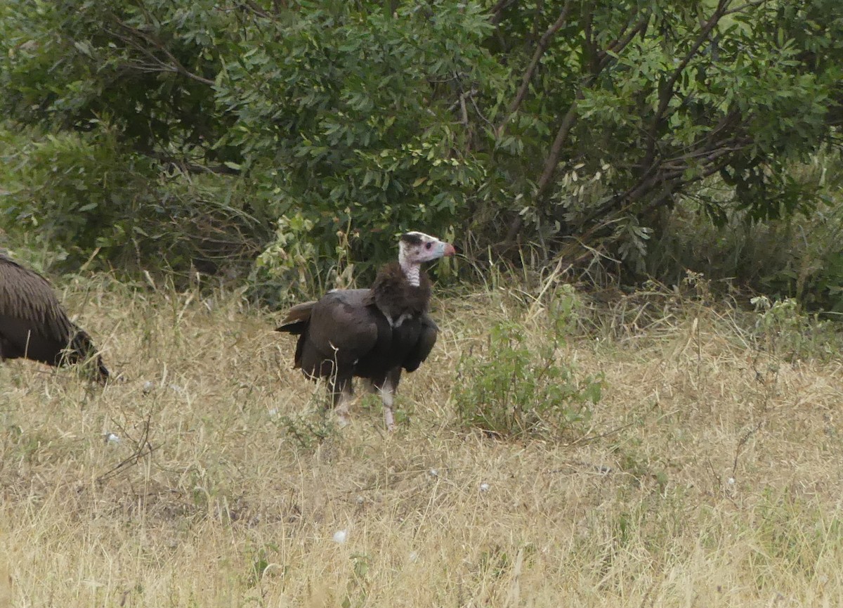 White-headed Vulture - ML616203593