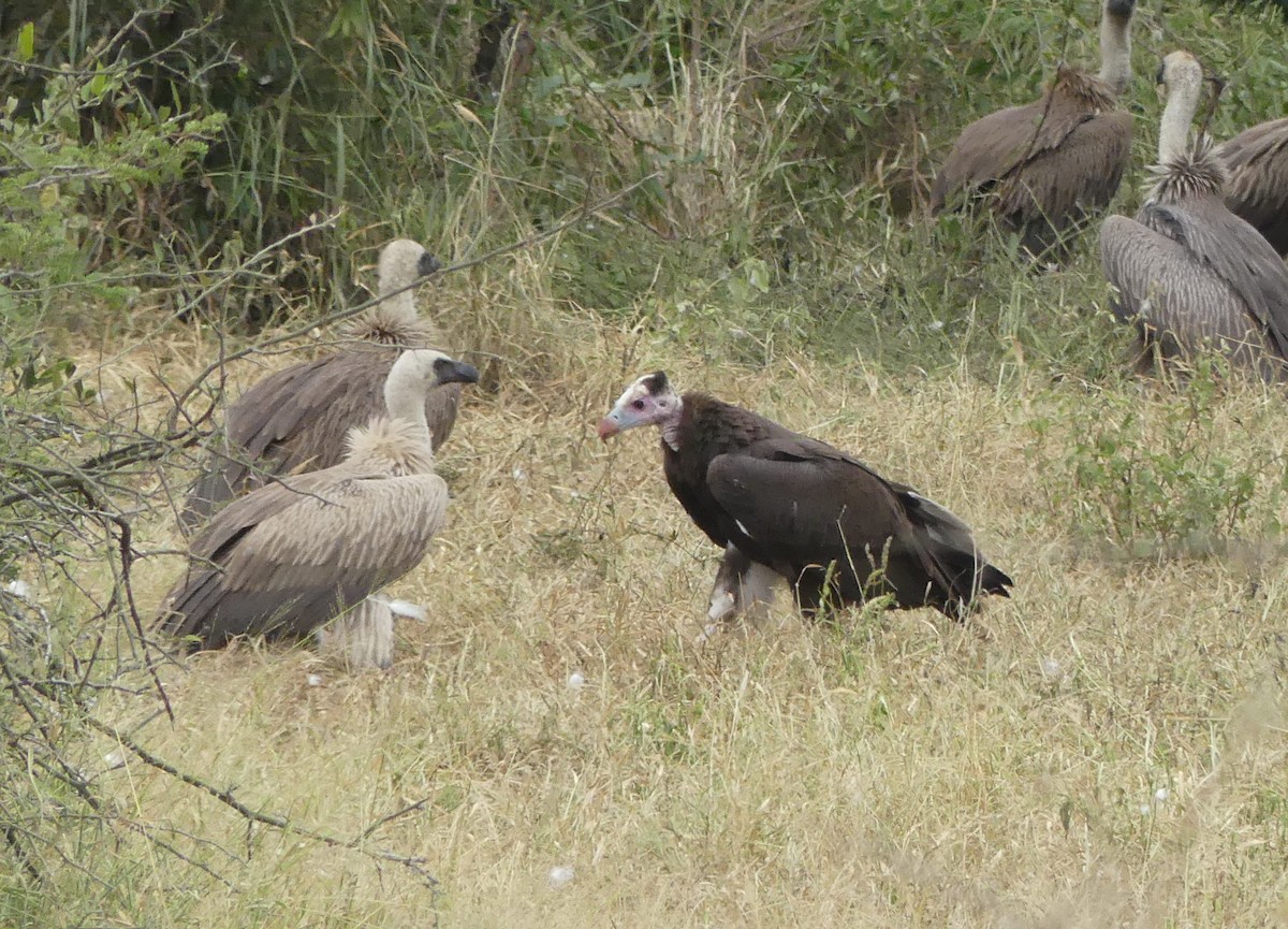 White-headed Vulture - ML616203594