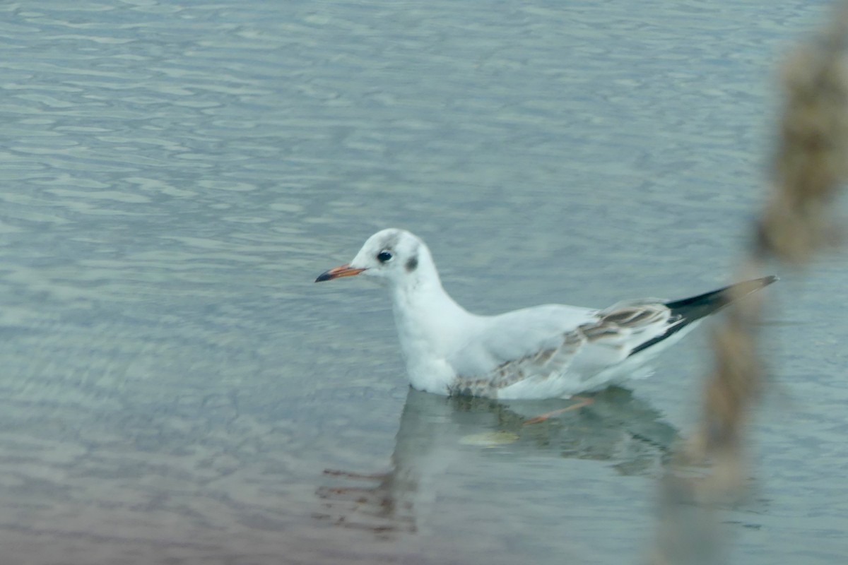 Mouette rieuse - ML616203598