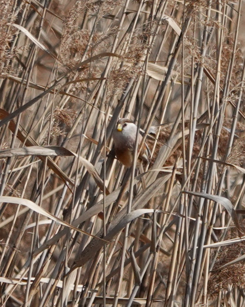 Reed Parrotbill - ML616203628