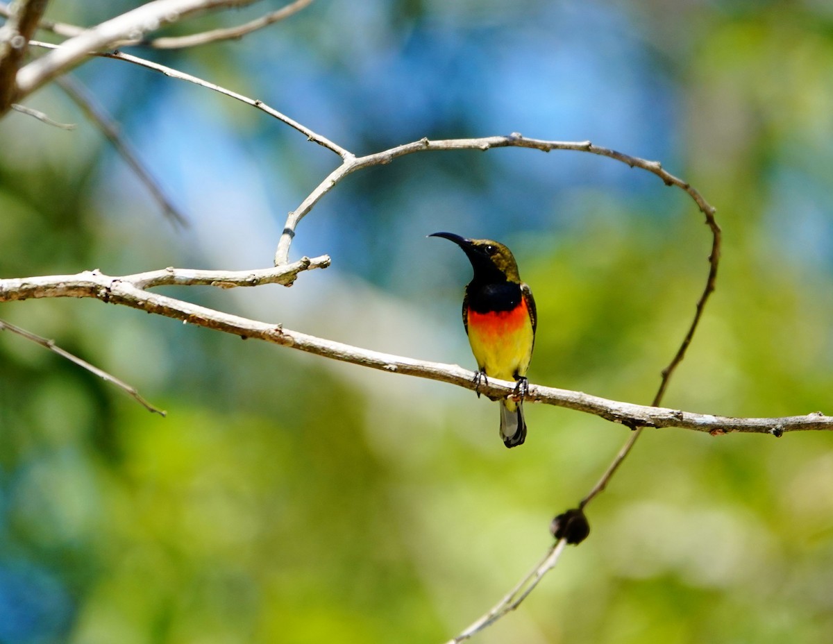 Palawan Sunbird - Liao Tzu-Chiang