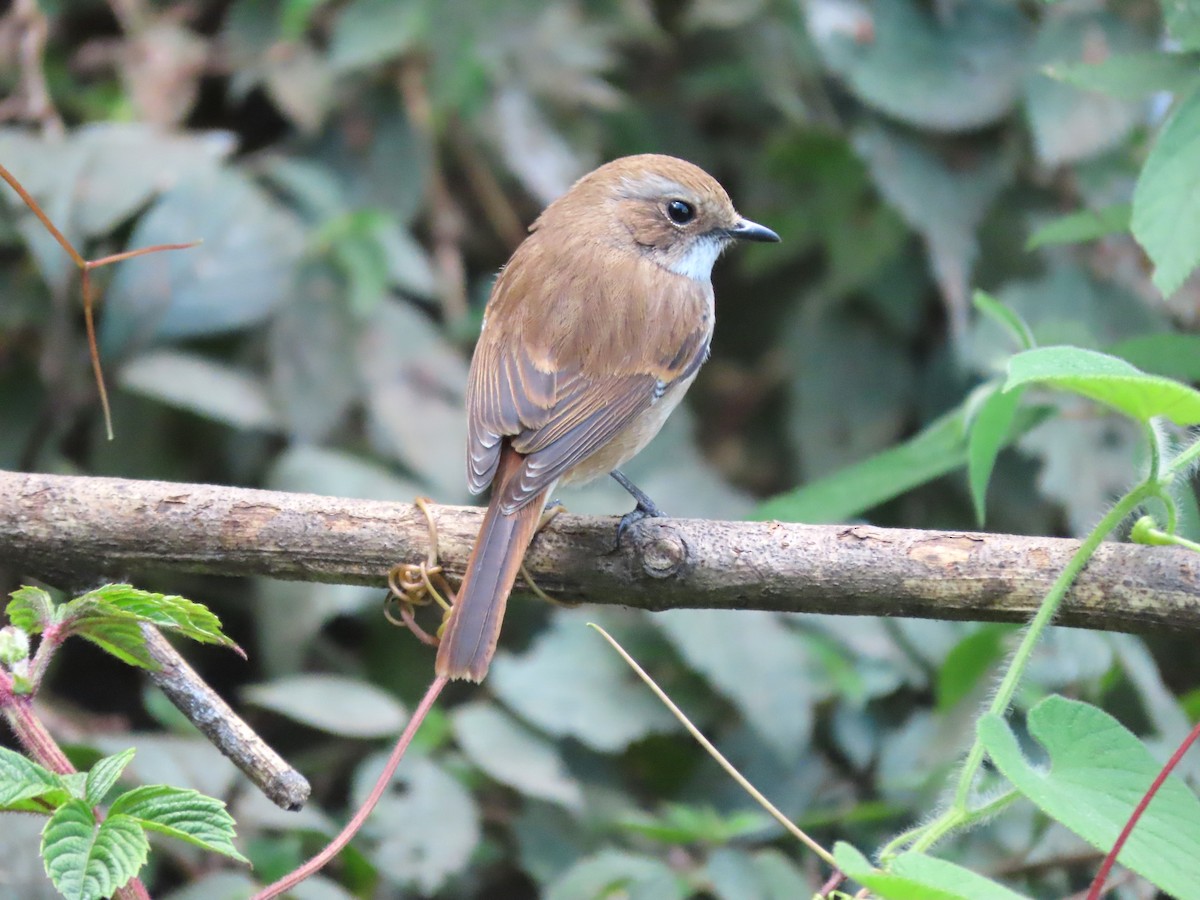 Gray Bushchat - ML616203746