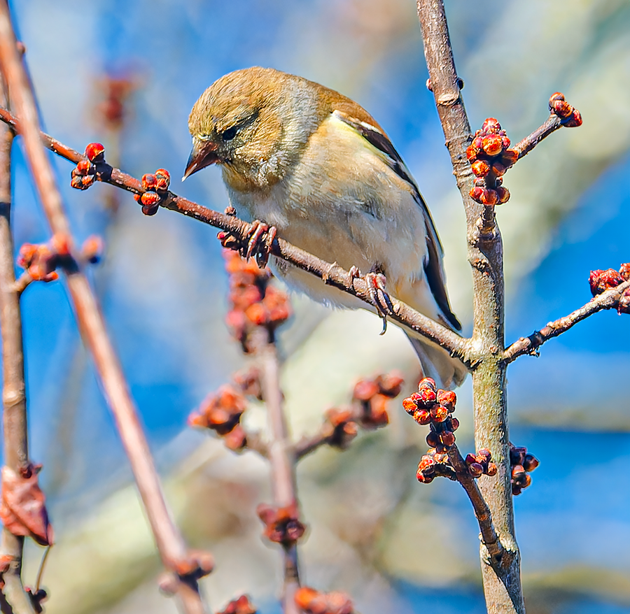 American Goldfinch - ML616203794