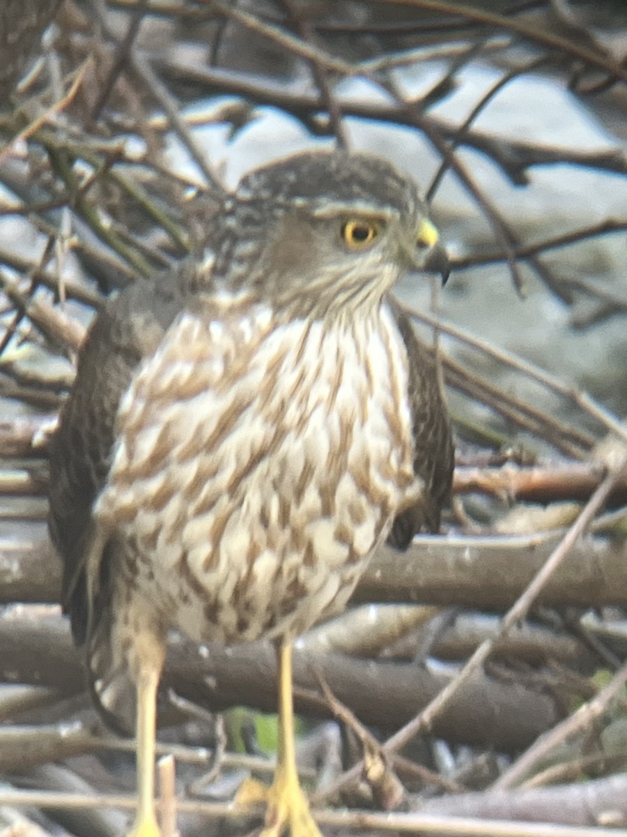 Sharp-shinned Hawk - ML616203827