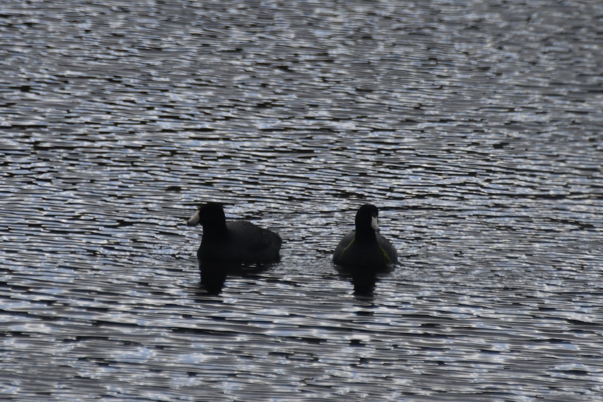 American Coot - ML616203831