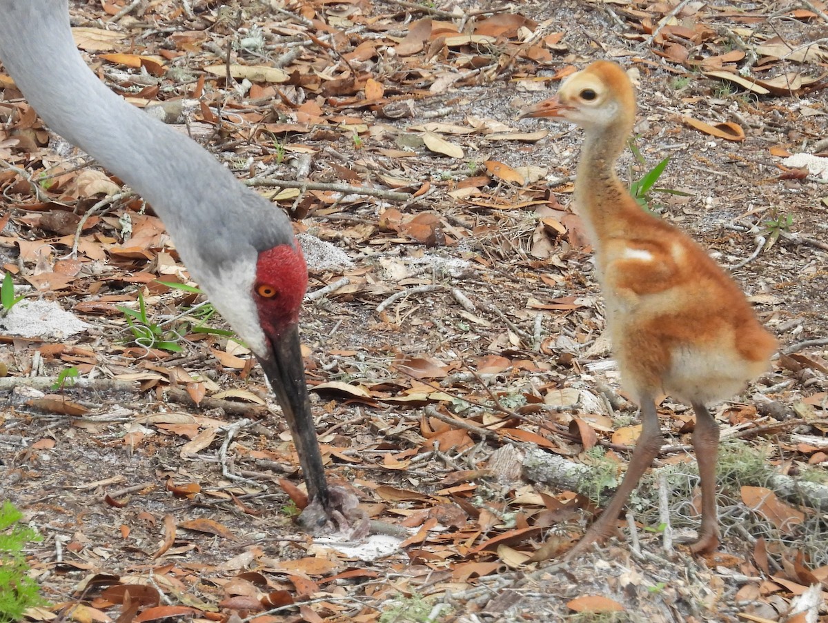 Sandhill Crane - ML616203837