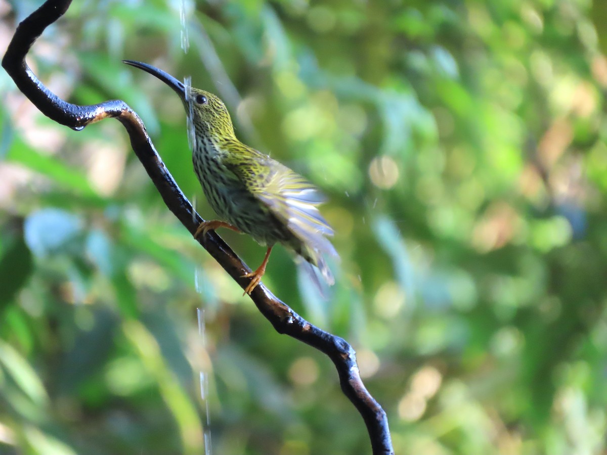 Streaked Spiderhunter - ML616203871