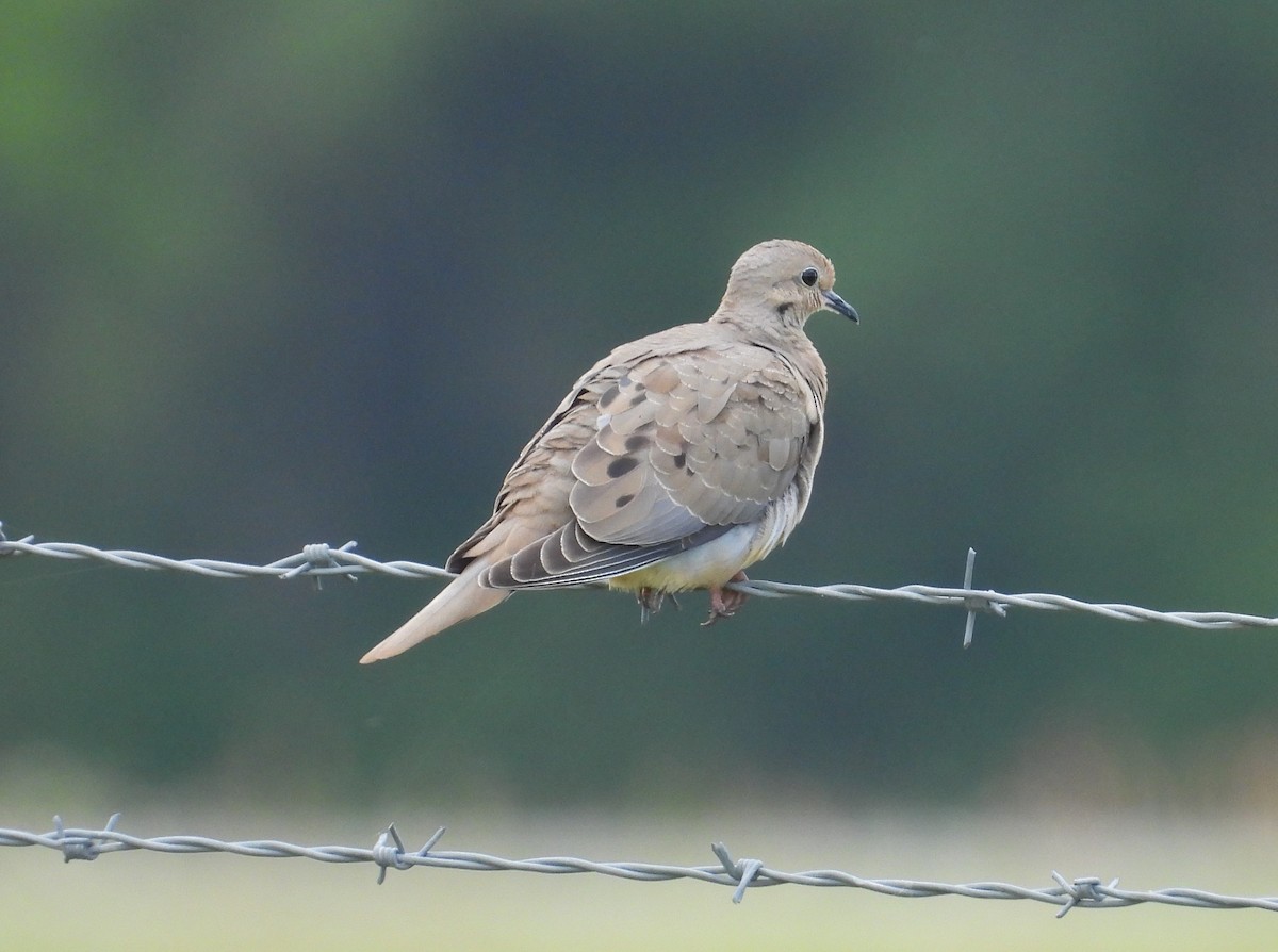 Mourning Dove - ML616203877