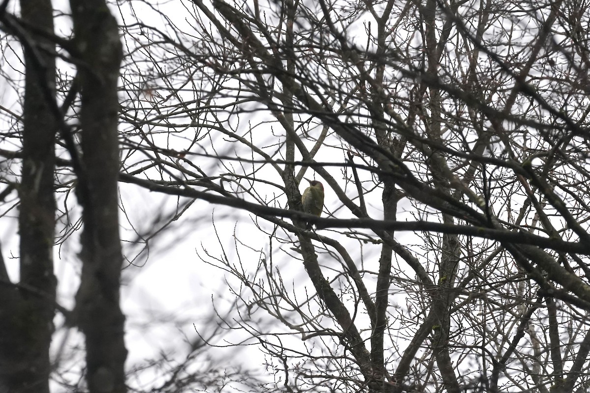 Eurasian Green Woodpecker - Daniel Pinelli