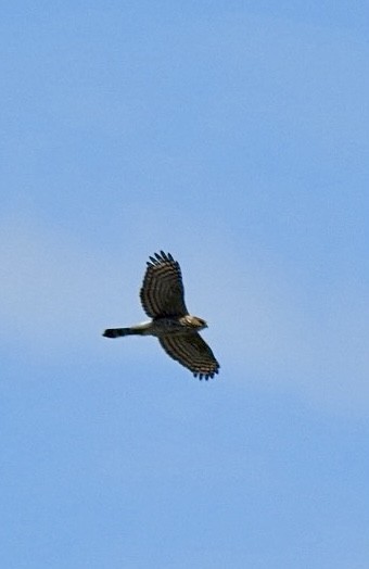 Cooper's Hawk - ML616203901